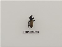 藏品(天牛科(五)泰國)的圖片